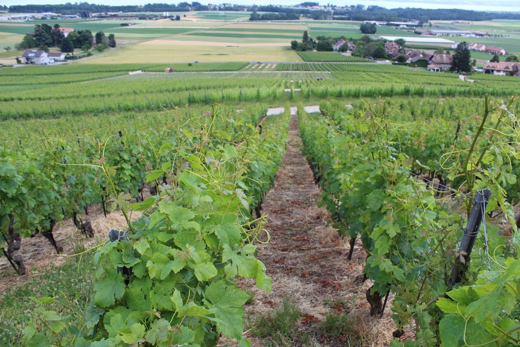 Bed and Breakfast Au Coeur Du Vignoble Sur Bursins Exterior foto