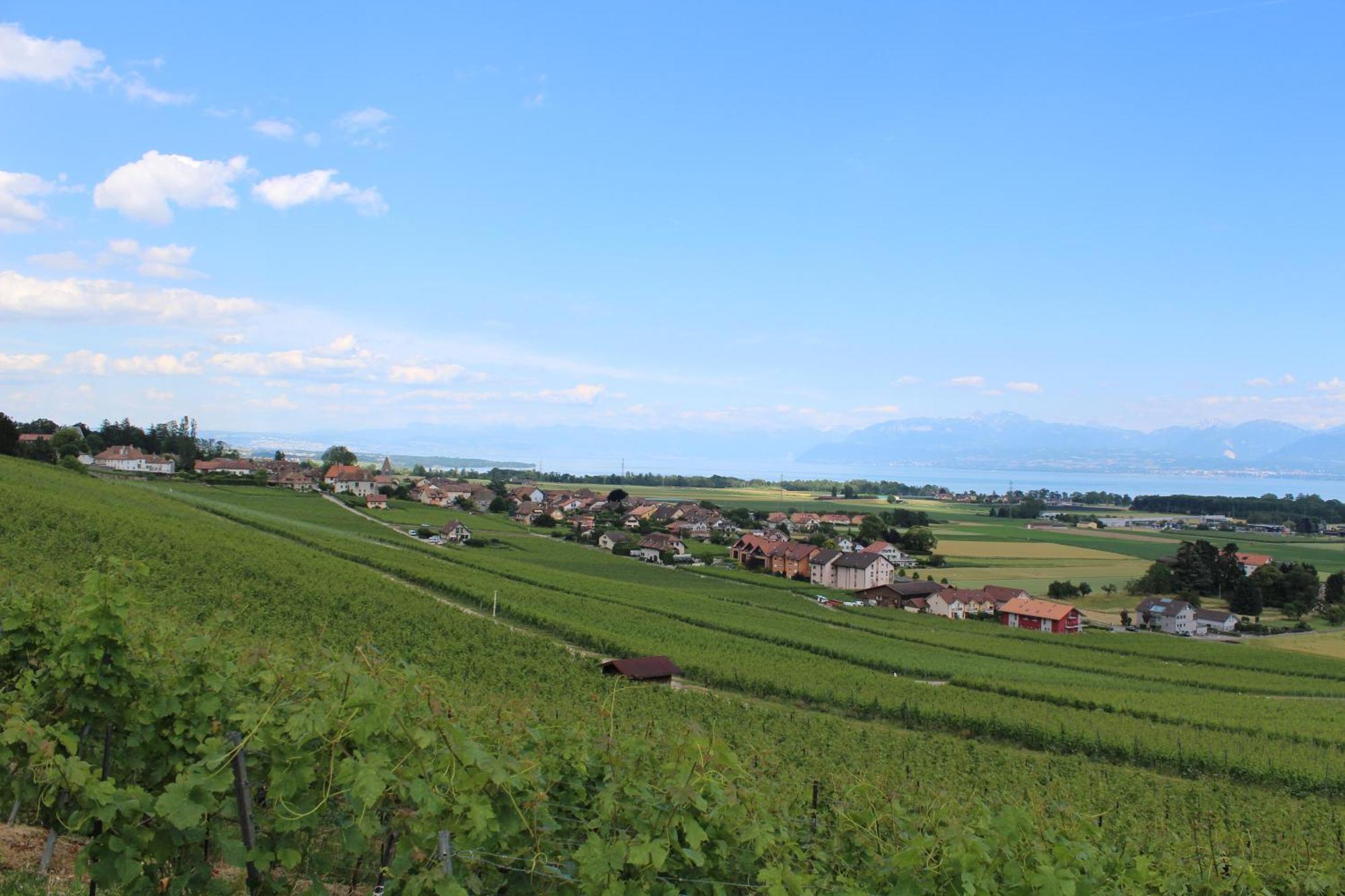 Bed and Breakfast Au Coeur Du Vignoble Sur Bursins Exterior foto
